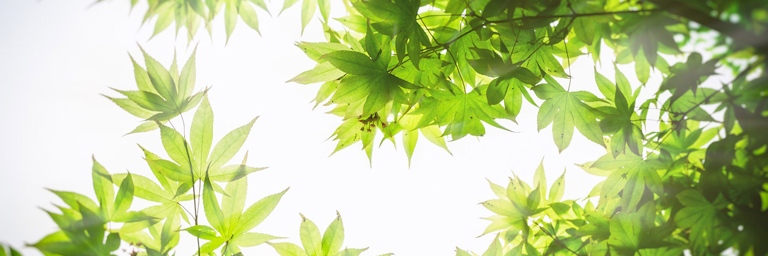Slide_green1